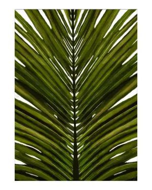 Palm