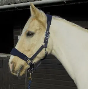 Personalised Anatomical Headcollar And Leadrope Set - Wizard Design