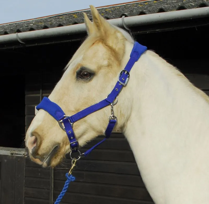Personalised Anatomical Headcollar And Leadrope Set - Wizard Design