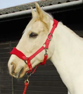 Personalised Anatomical Headcollar And Leadrope Set - Wizard Design