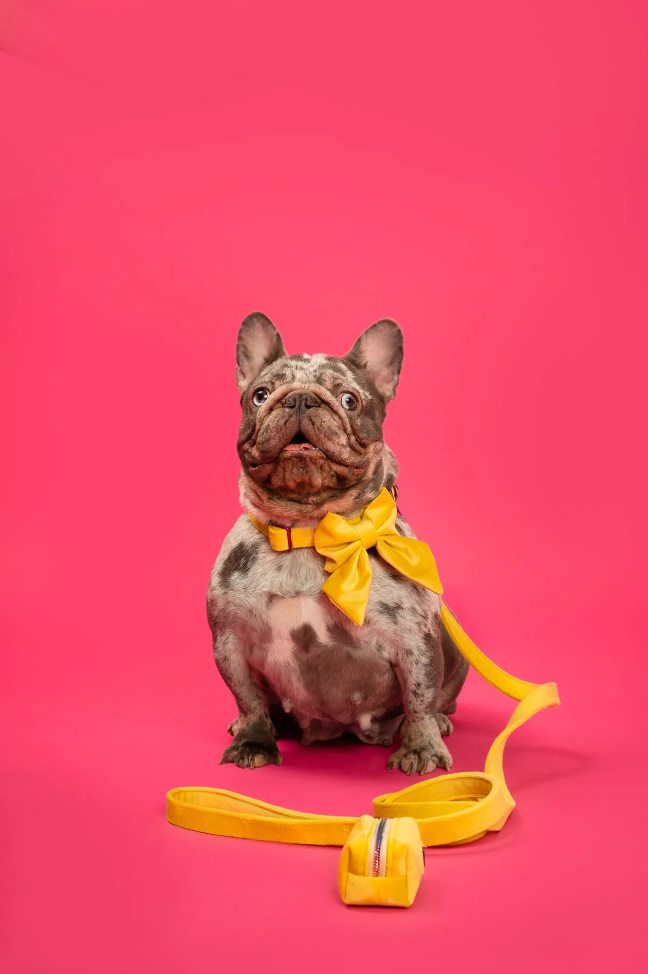 Sunshine Velvet - Dog Leash